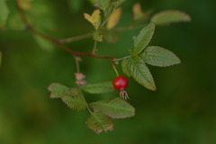 Rosa gymnocarpa