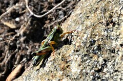 Miramella carinthiaca