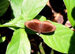 Biblis hyperia