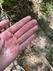Agrostis perennans