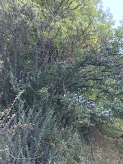 Cotoneaster simonsii
