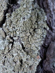 Physconia enteroxantha