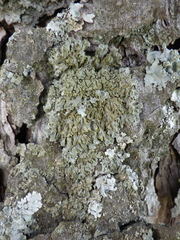 Physconia enteroxantha