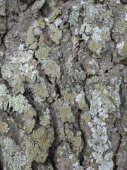 Physconia enteroxantha