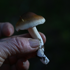 Amanita porphyria