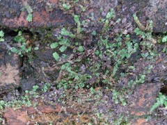 Marchantia emarginata