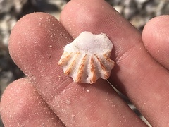 Plicatula gibbosa