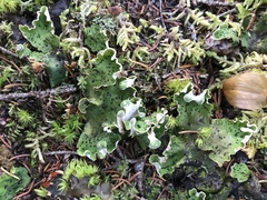Peltigera leucophlebia