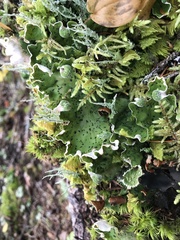 Peltigera leucophlebia
