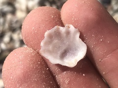 Plicatula gibbosa