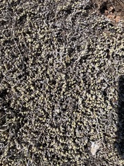 Selaginella peruviana