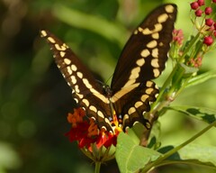 Heraclides cresphontes