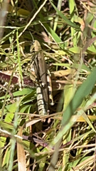 Melanoplus differentialis