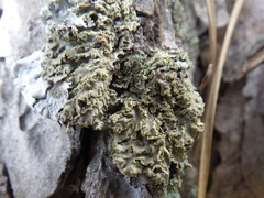 Physconia enteroxantha