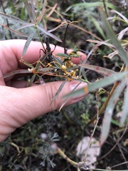 Cuscuta campestris