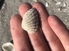 Cardites floridanus