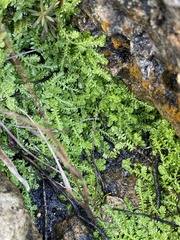 Selaginella eclipes