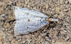 Argyria gonogramma