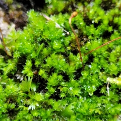 Ptychostomum
