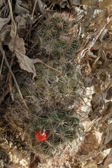 Mammillaria grahamii