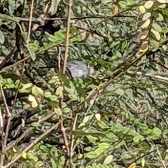 Polioptila