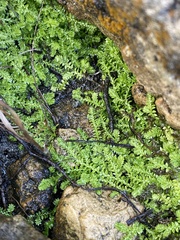 Selaginella eclipes
