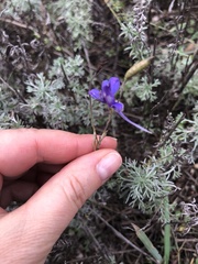 Delphinium consolida
