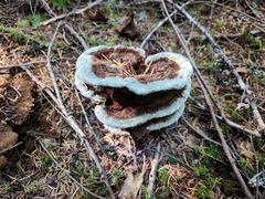 Phaeolus schweinitzii