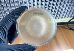 Mucor circinelloides