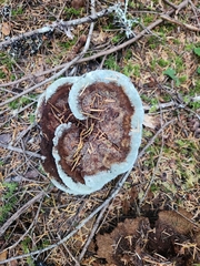 Phaeolus schweinitzii