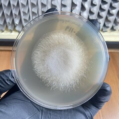 Mucor circinelloides