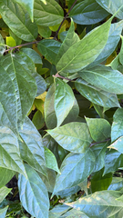 Calycanthus floridus