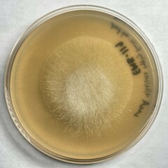 Mucor circinelloides