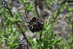 Rabdophaga strobiloides