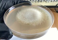 Mucor circinelloides