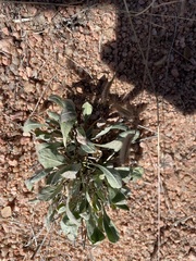 Berlandiera lyrata