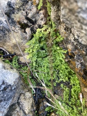 Selaginella eclipes
