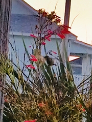 Archilochus colubris