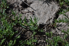 Suaeda calceoliformis