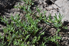 Suaeda calceoliformis