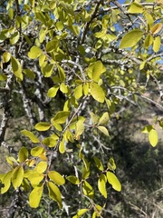 Ulmus crassifolia