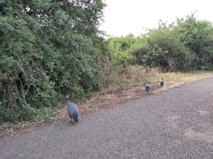 Numida meleagris reichenowi