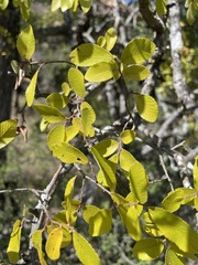 Ulmus crassifolia