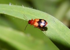 Lebia