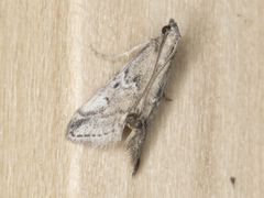 Alpheias transferens