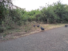 Numida meleagris reichenowi