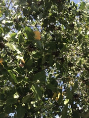 Quillaja