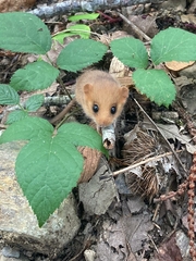 Muscardinus avellanarius