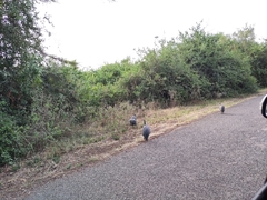 Numida meleagris reichenowi