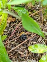 Ommatoiulus rutilans